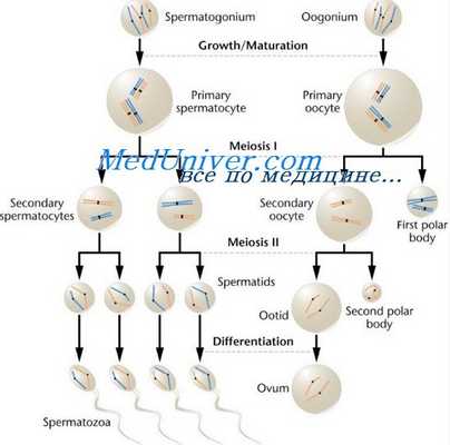 сперматогенез и овогенез