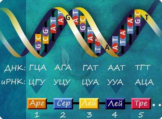 Генетический код