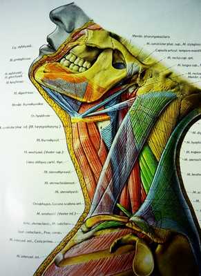 Фотография: Дьявольский атлас профессора Пернкопфа №6 - BigPicture.ru
