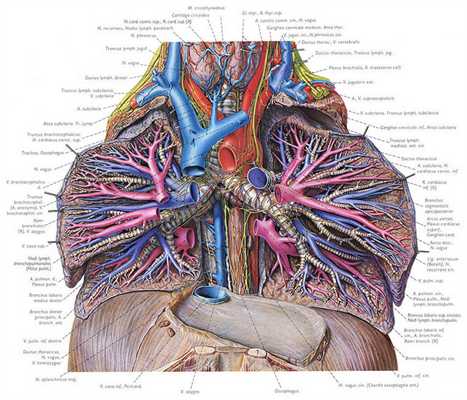Фотография: Дьявольский атлас профессора Пернкопфа №5 - BigPicture.ru