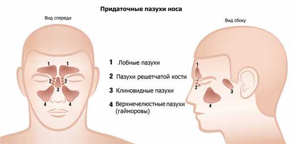 shutterstock_417836278 - все пазухи.jpg