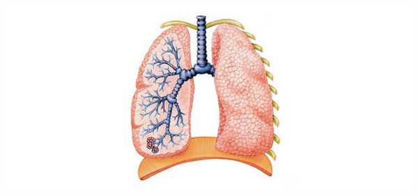 Дыхательная система млекопитающих
