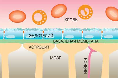 130 лет назад человечеству приоткрылся один из механизмов работы мозга: была обнаружена «перегородка» между мозгом и кровеносной системой тела — гематоэнцефалический барьер