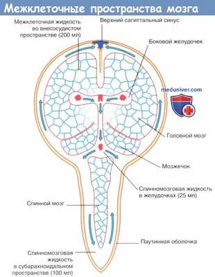 Межклеточные пространства головного мозга