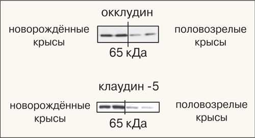 Экспрессия структурных белков гематоэнцефалического барьера — окклудина и клаудина-5 у новорождённых и взрослых крыс (более тёмные полоски отражают более высокую экспрессию).