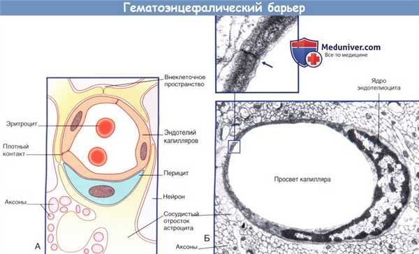 Гематоэнцефалический барьер - гистология