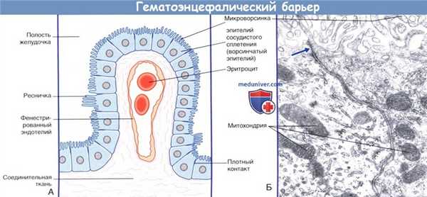 Гематоэнцефалический барьер - гистология
