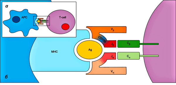 TCR и антиген-презентирующая клетка
