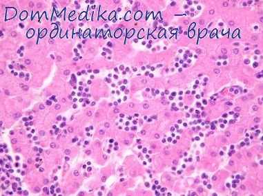 гемопоэтические факторы роста