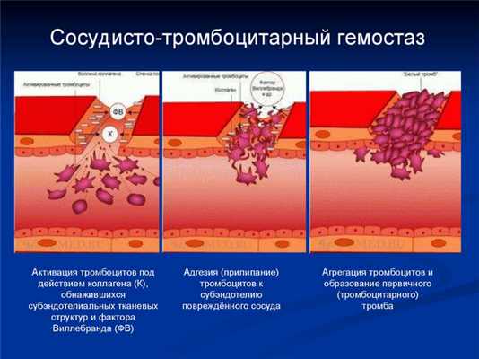 Фазы первичного гемостаза