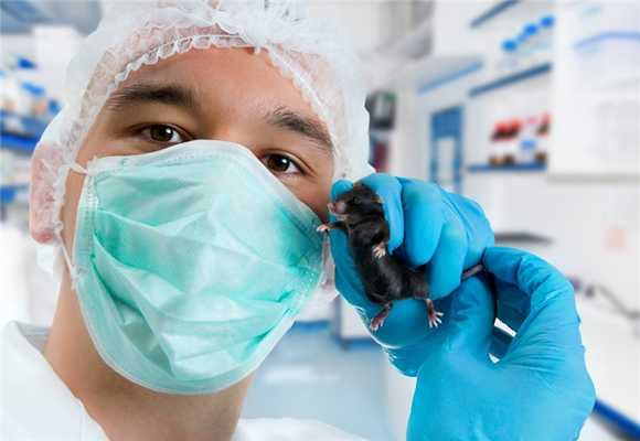 Топ-5 необычных ГМ-мышей