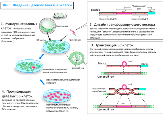 Схема направленного изменения генов в мышах (шаг 1)