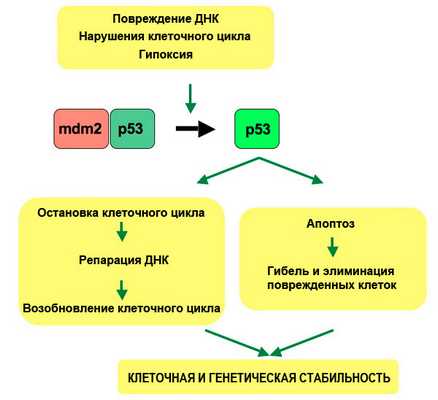 Рис. 2. Сигнальный путь р53