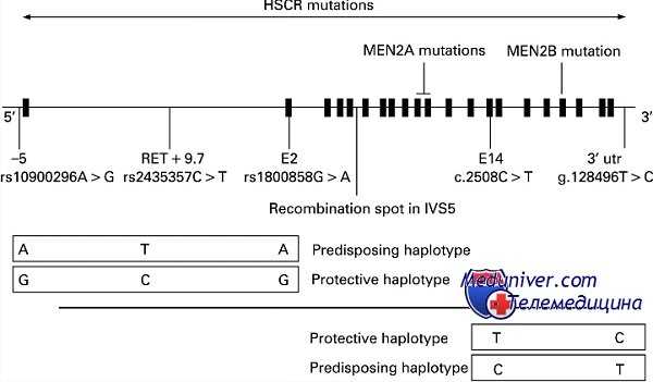 Генетика болезни Гиршспрунга