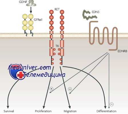 болезнь Гиршспрунга
