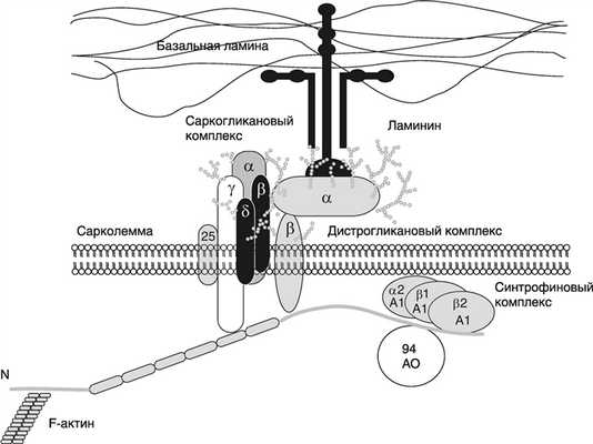 Миодистрофия Дюшенна-Беккера