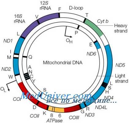 митохондриальная ДНК