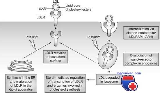семейная гиперхолестеринемия