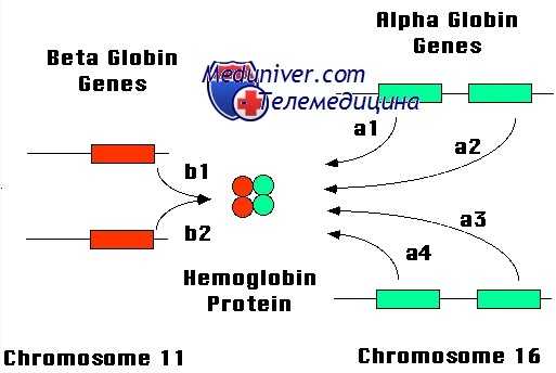 талассемия