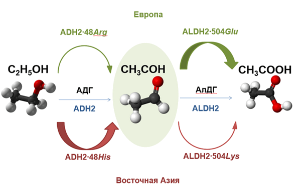 Генетические факторы обуславливающие предрасположенность к возникновению алкогольной зависимости