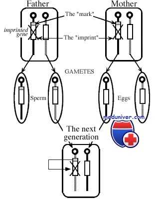 геномный импринтинг