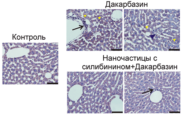 Морфология печени мышей
