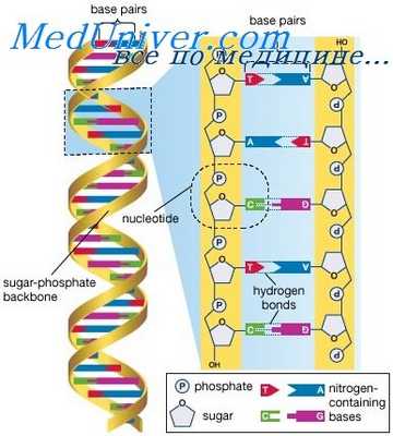 сердечно-сосудистые заболевания