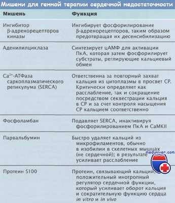 Мишени для генной терапии сердечной недостаточности