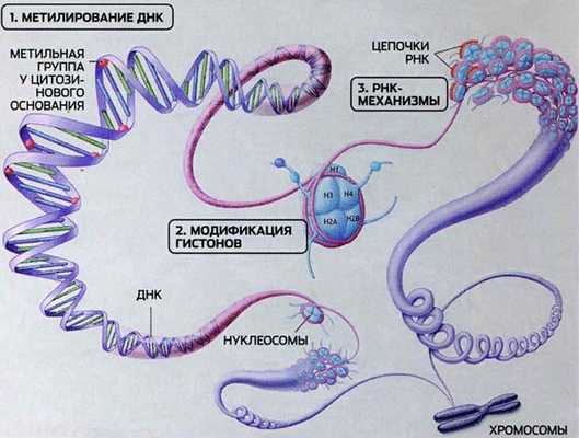 Многоликая эпигенетика