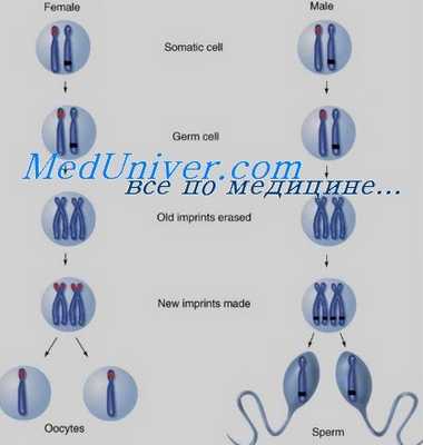 геномный импритинг