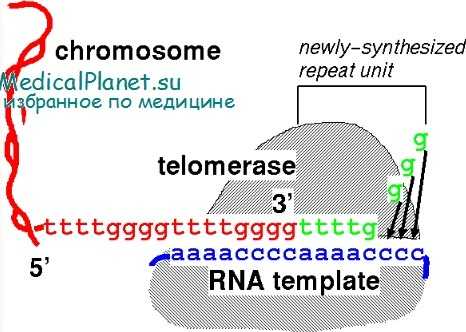 импритинг и теломераза у детей