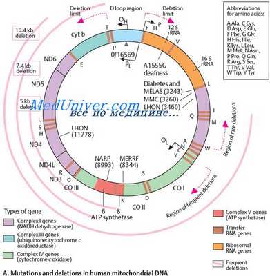 Импринтинг. Геномный импринтинг. Эпигенетия. Изучение геномного импринтинга