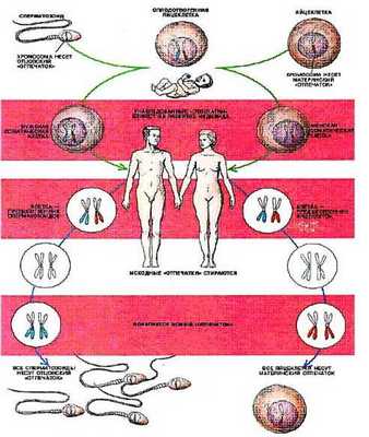 Геномный импринтинг у человека