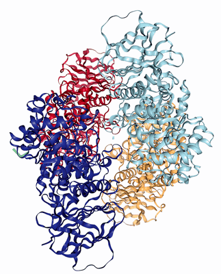 Структура димера глюкозоцереброзидазы