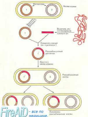 Генная диагностика. Генная терапия. Что такое генная диагностика и генная терапия? Виды генной терапии.