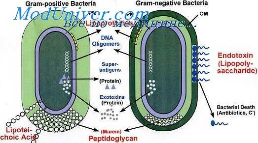 полимиксины и аминогликозиды