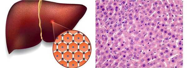 Здоровые клетки печени