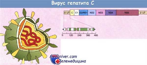 Вирус гепатита С