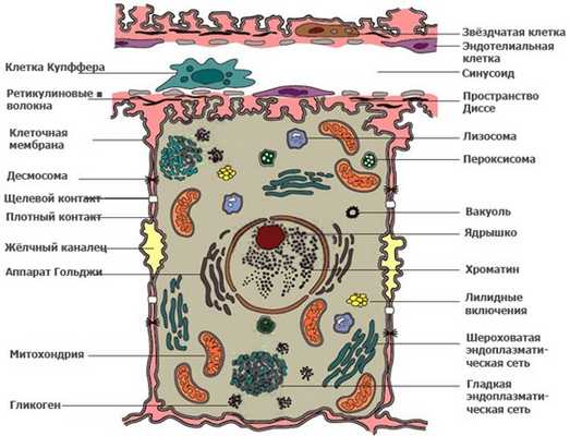 Картинки по запросу гепатоцит