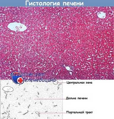Гистология печени