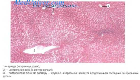 развитие печени