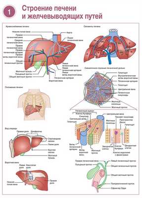 Строение печени и желчевыводящих путей