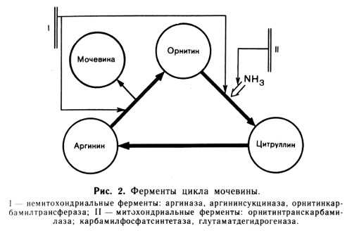 Ферменты цикла мочевины