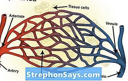 Коллоидно-осмотическое давление плазмы