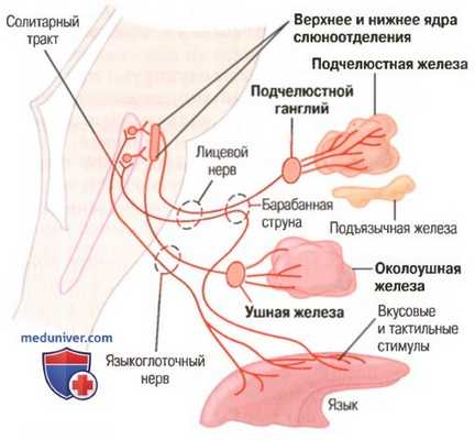 Гигиенические свойства слюны. Нервная регуляция слюноотделения