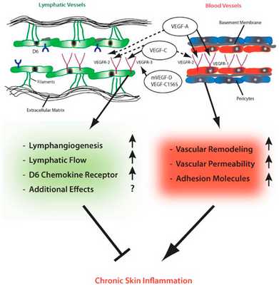 Посттравматические и поствоспалительные сосудистые дисхромии - роль сосудов в воспалении