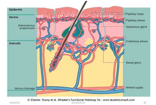 Посттравматические и поствоспалительные сосудистые дисхромии - сосудистые сплетения в коже