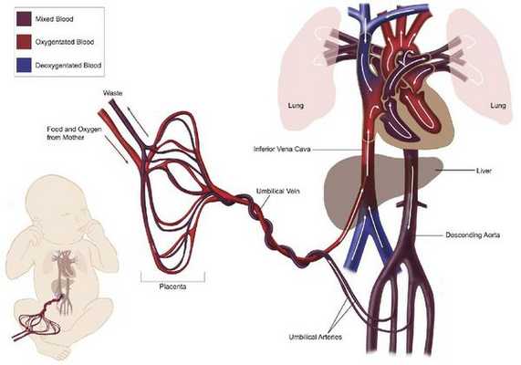 Сердечно-сосудистое русло при беременности