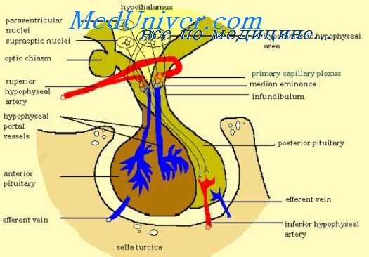 строение гипофиза плода