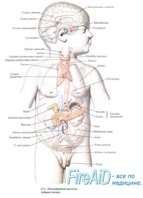 Развитие эндокринной системы плода.